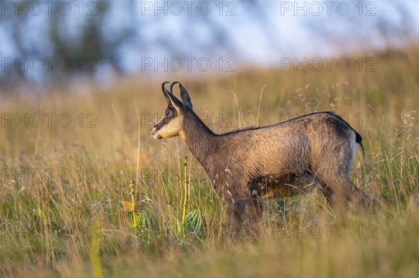 Chamois (Rupicapra rupicapra) on a meadow in the Vosges Mountains, wildlife, France