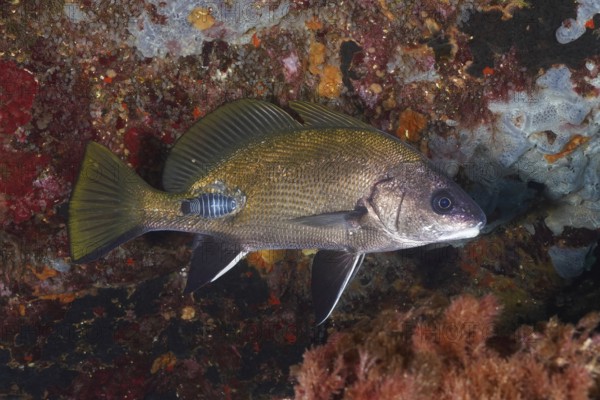 A common mullet (Sciaena umbra) with an anilocra, parasite, swimming near rocks rich in texture and colours, in the Mediterranean Sea near Hyères, Giens Peninsula dive site, Provence Alpes Côte d'Azur, France