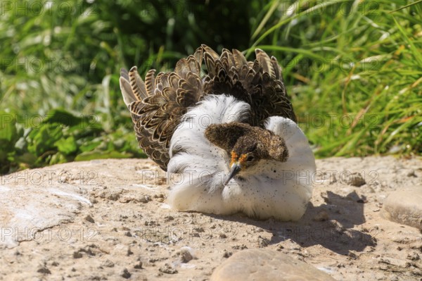 A bird lies relaxed on the ground in the sun, with beautifully coloured feathers, ruff (Calidris pugnax, Syn.: Philomachus pugnax), courtship display, France