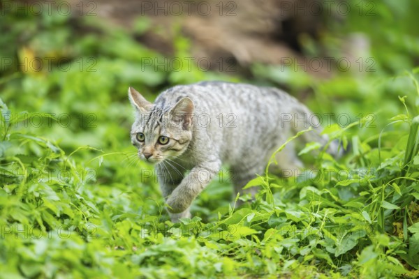 European wildcat (Felis silvestris silvestris) on an old tree trunk, Hesse, Germany