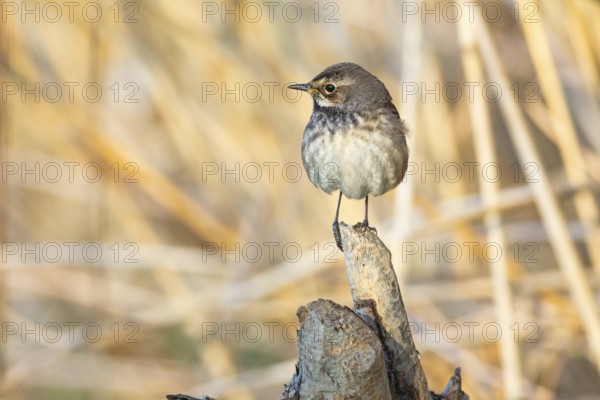 Bluethroat (Luscinia svecica cyanecula) wbl Germany