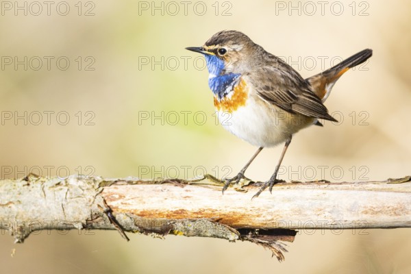 Bluethroat (Luscinia svecica cyanecula) ml Germany