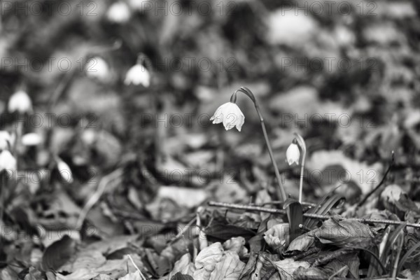 Spring knot flower (Leucojum vernum), spring snowflake on the forest floor, deciduous forest, monochrome, Schweineberg nature reserve, Hameln, Lower Saxony, Germany