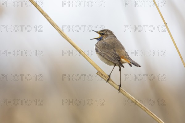Bluethroat (Luscinia svecica cyanecula) ml Germany