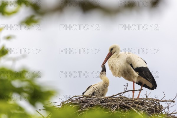 White stork (Ciconia ciconia) in the eyrie, young bird begging for food, birds, Affenberg Salem, Linzgau, Baden-Württemberg, Germany