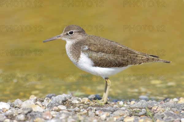 Common sandpiper (Actitis hypoleucos) looking for food at the edge of a body of water, wildlife, nature photography, wading bird, migratory bird, Apetlon, Lake Neusiedl, Burgenland, Austria