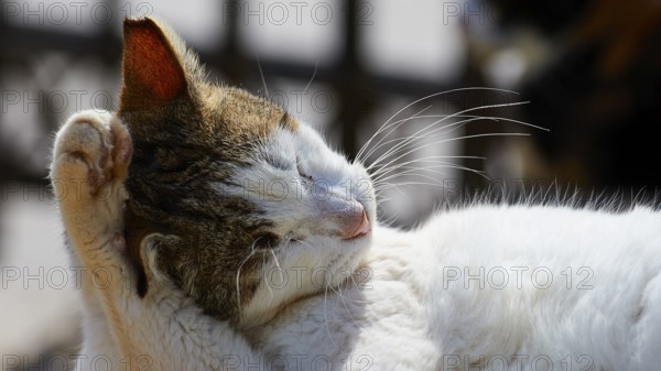 White-brown cat relaxing while licking her paw, Kalithea, cat station, Rhodes, Dodecanese, Greek Islands, Greece