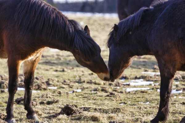 Two exmoor ponies sniffing each other, Hutewald forest in the Solling-Vogler nature park Park, Bodenfelde, Lower Saxony, Germany