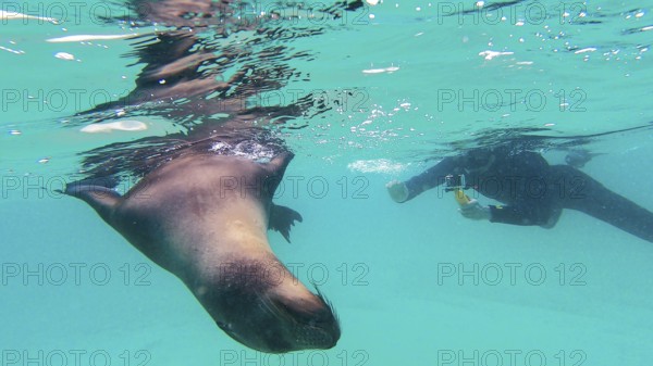 Galápagos sea lion (Zalophus wollebaeki), Galapagos, Ecuador