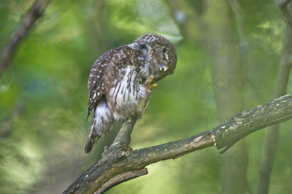 Eurasian Pygmy Owl (Glaucidium passerinum) female perched on a branch, Bavaria, Germany