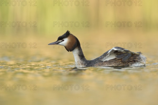 Great Crested Grebe (Podiceps cristatus), North Rhine-Westphalia, Germany