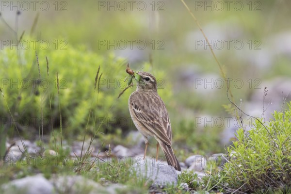 Tawny Pipit (Anthus campestris) carrying insect prey to feed young, Grobnik, Croatia