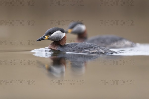 Red-necked Grebe (Podiceps grisegena) pair, Mecklenburg-Western Pomerania, Germany