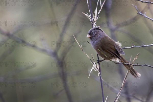 Brown Parrotbill (Cholornis unicolor) perched on a branch, Bumthang, Bhutan