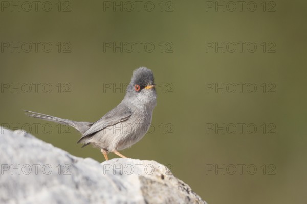 Balearic Warbler - Balearengrasmücke - Sylvia balearica, Mallorca, adult male