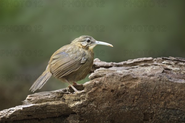 Short-tailed Scimitar Babbler (Jabouilleia danjoui), Bidoup National Park, Vietnam