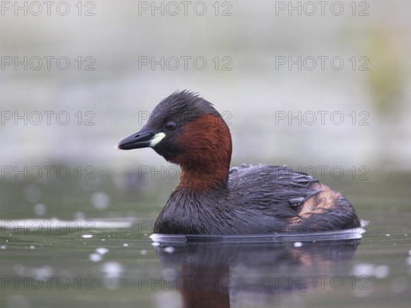 Little Grebe (Tachybaptus ruficollis), Mecklenburg-Western Pomerania, Germany
