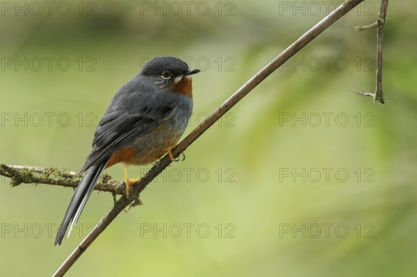 Rufous-throated Solitaire (Myadestes genibarbis) perched on a branch on the Caribbean Island of Martinique