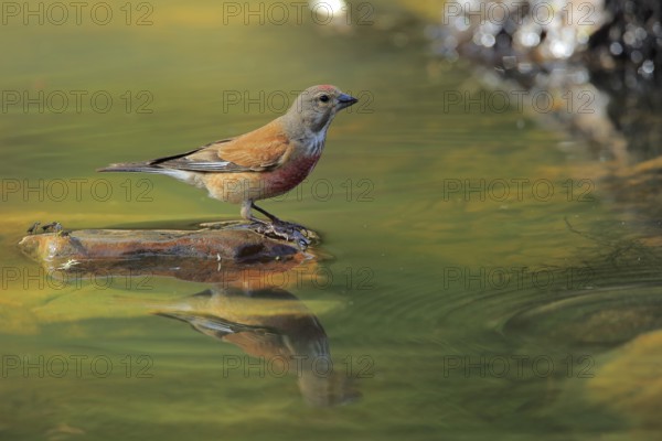 Common Linnet (Linaria cannabina) male at waterhole, Andalusia, Spain
