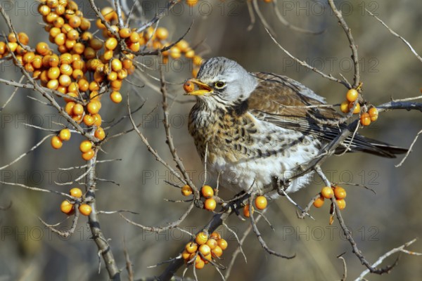 Fieldfare (Turdus pilaris) feeding on berries of Common sea buckthorn (Hippophae rhamnoides), Mecklenburg-Western Pomerania, Germany