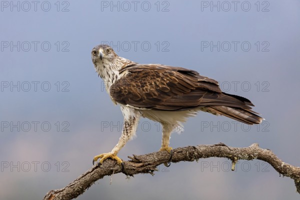 Habichtsadler, Bonelli's Eagle, Hieraaetus fasciatus, Aigle de Bonelli, Águila-azor Perdicera