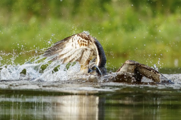 Osprey (Pandion haliaetus), fishing on lake, Cairngorms National Park, Scotland, United Kingdom