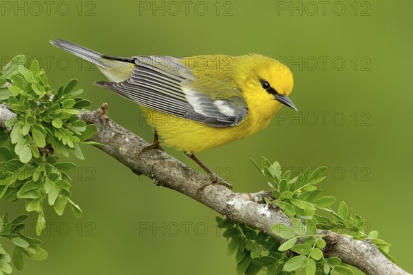 Blue-winged Warbler (Vermivora cyanoptera), Texas, USA