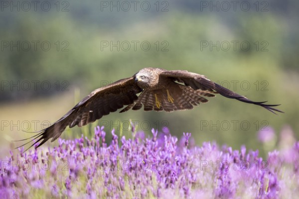 Black Kite (Milvus migrans) flying, Madrid, Spain