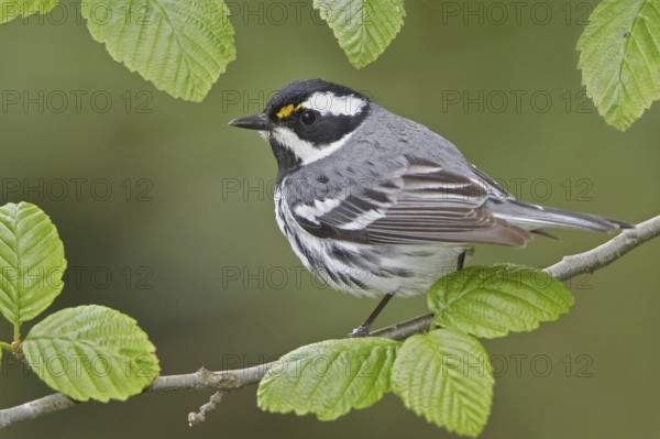 Black-throated Grey Warbler (Setophaga nigrescens), British Columbia, Canada
