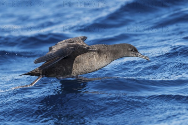 Sooty Shearwater (Ardenna grisea) flying, Eilat, Israel