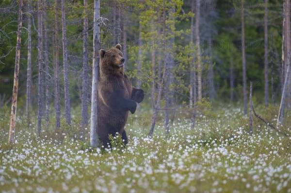 Eurasian Brown Bear (Ursus arctos) standing at tree trunk and rubbing its back, Finland