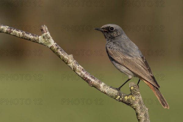 Black Redstart (Phoenicurus ochruros) male, Lower Saxony, Germany