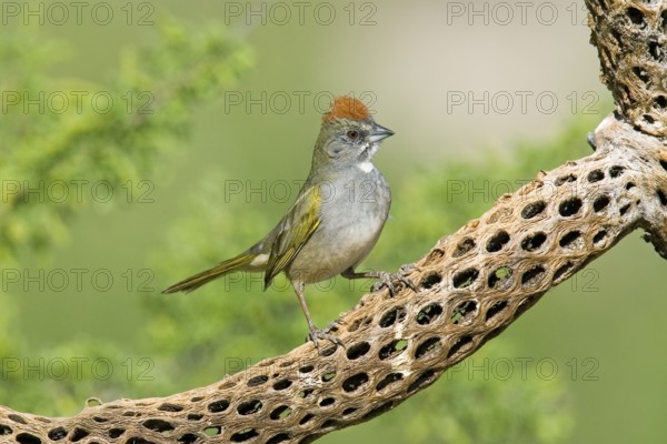 Green-tailed Towhee Pipilo chlorurus Tucson, Pima County, ARIZONA, United States 29 April Adult Emberizidae