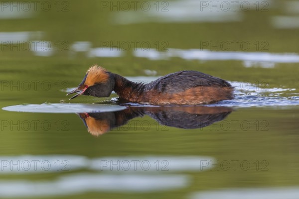 Ohrentaucher (Podiceps auritus) Slavonian Grebe