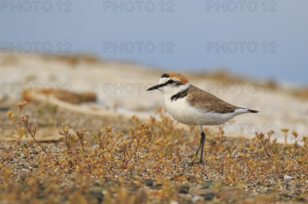 Kentish Plover (Charadrius alexandrinus) male, Greece