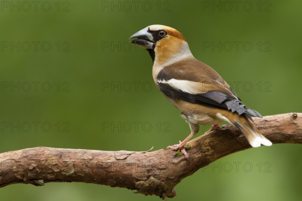 Hawfinch (Coccothraustes coccothraustes) male, Utrecht, Netherlands