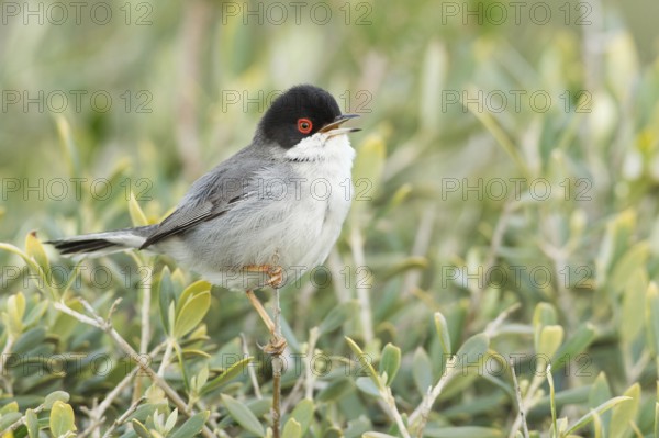Sardinian Warbler (Sylvia melanocephala) male singing, Mallorca, Spain