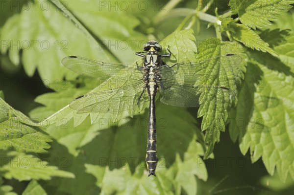 Common Club-tail (Gomphus vulgatissimus), male, North Rhine-Westphalia, Germany