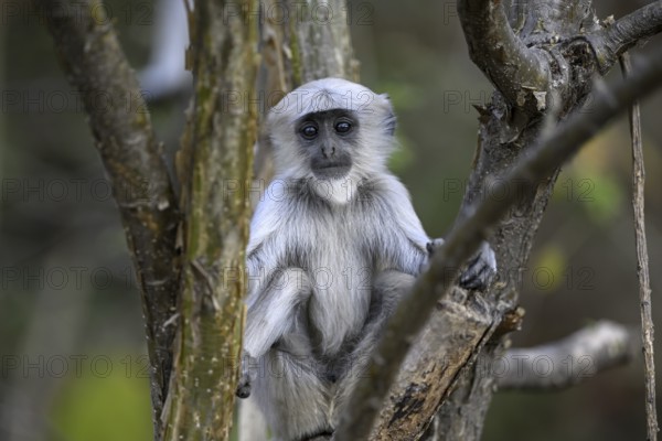Terai grey langur (Semnopithecus hector), juvenile, portrait, Corbett National Park, near Ramnagar, Uttarakhand State, India