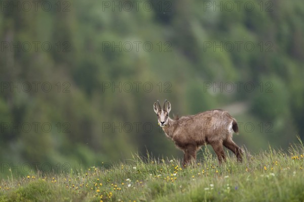 Where have all the flowers gone... Chamois (Rupicapra rupicapra), chamois feeding on grasses and herbs on a mountain meadow high above the valley, looking directly into the camera in surprise, early summer in the mountains, native nature, Alps, Bavaria, Bavarian Alps, Berchtesgardener Land, Germany, Western Europe