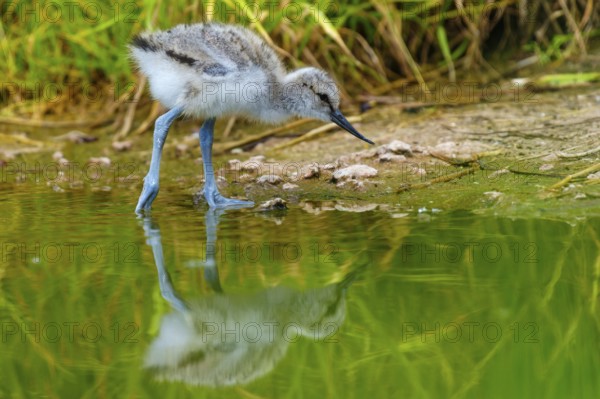 Young bird looking at the water with a clear reflection, Avocet, (Recurvirostra avosetta), France
