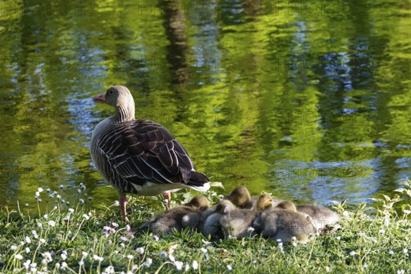 Greylag goose with offspring at a lake, May, Germany