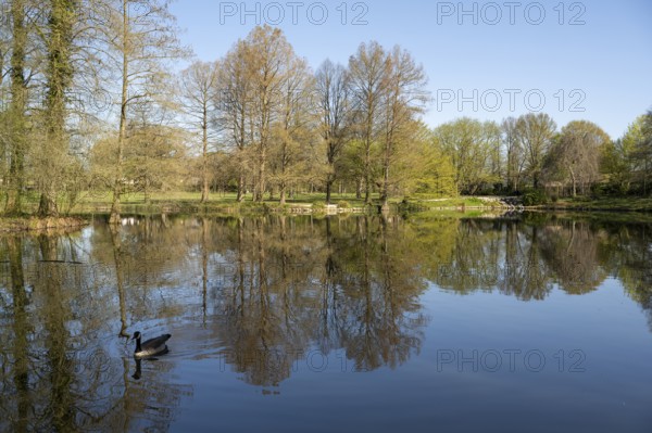 Ibrüggers pond in the municipal park, trees on the bank, Canada goose on the water, reflection, Gütersloh, Westphalia, North Rhine-Westphalia, Germany