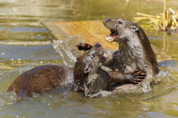 Two otters in energetic play in the water, with lively movements and splashing energy, European otter (Lutra lutra) Germany