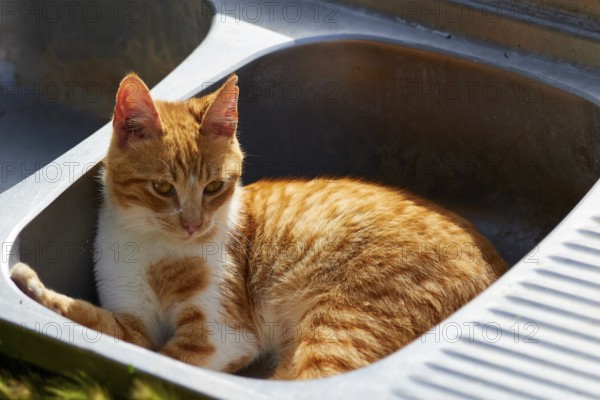Orange cat lying comfortably in a sink and resting, Kalithea, cat station, Rhodes, Dodecanese, Greek Islands, Greece