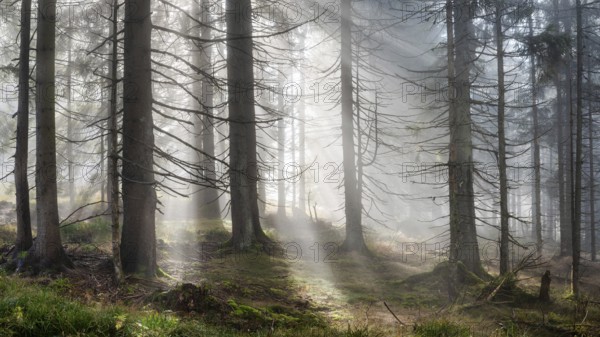 Natural spruce forest with morning fog, sunbeams break through the fog, at the Dreisesselberg, Bavarian Forest, Bavaria, Germany
