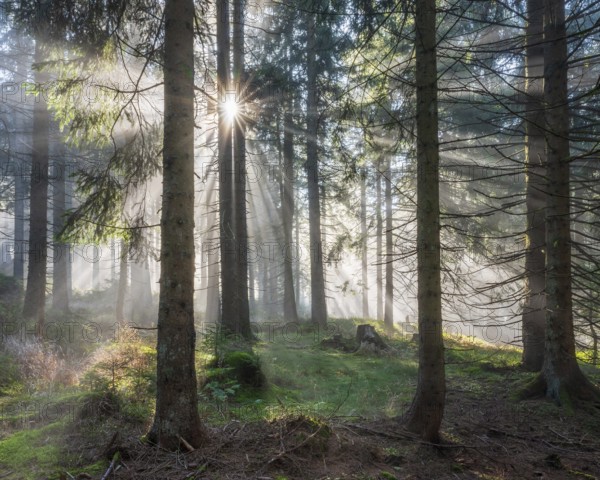 Natural spruce forest with morning fog, sunbeams break through the fog, at the Dreisesselberg, Bavarian Forest, Bavaria, Germany