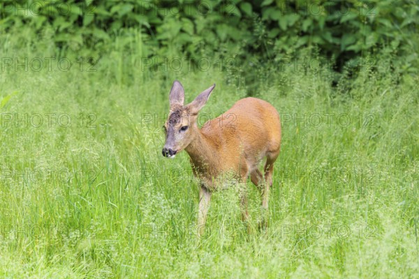 A female roe deer (Capreolus capreolus) crosses a green meadow. Bavaria, Germany
