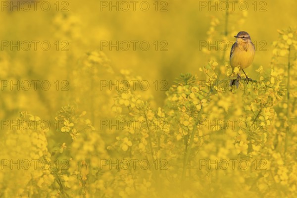 Wiesenschafstelze, Schafstelze, Blue-headed Yellow Wagtail, Motacilla flava flava, Bergeronnette printanière, Lavandera Boyera