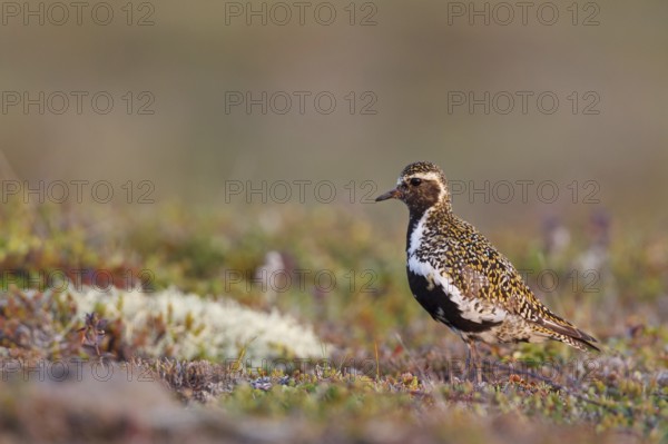 European Golden Plover (Pluvialis apricaria), Iceland